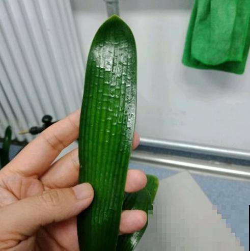 2种液体擦叶子，叶片跟打蜡似的，光泽感十足！