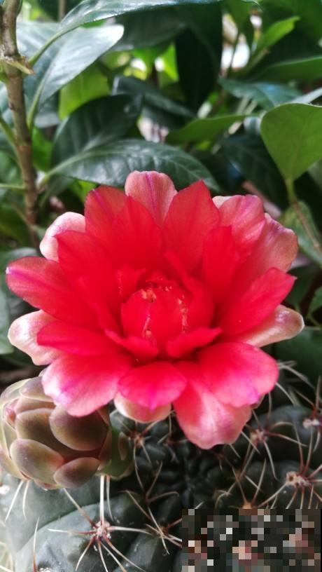 这花邻居养了三年都没开，放那没管竟开花，原来问题出在这