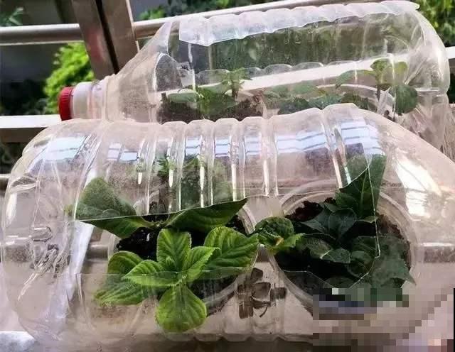 厨房用剩的空油桶，洗赶紧剪一刀，瞬间变身过冬小温室！