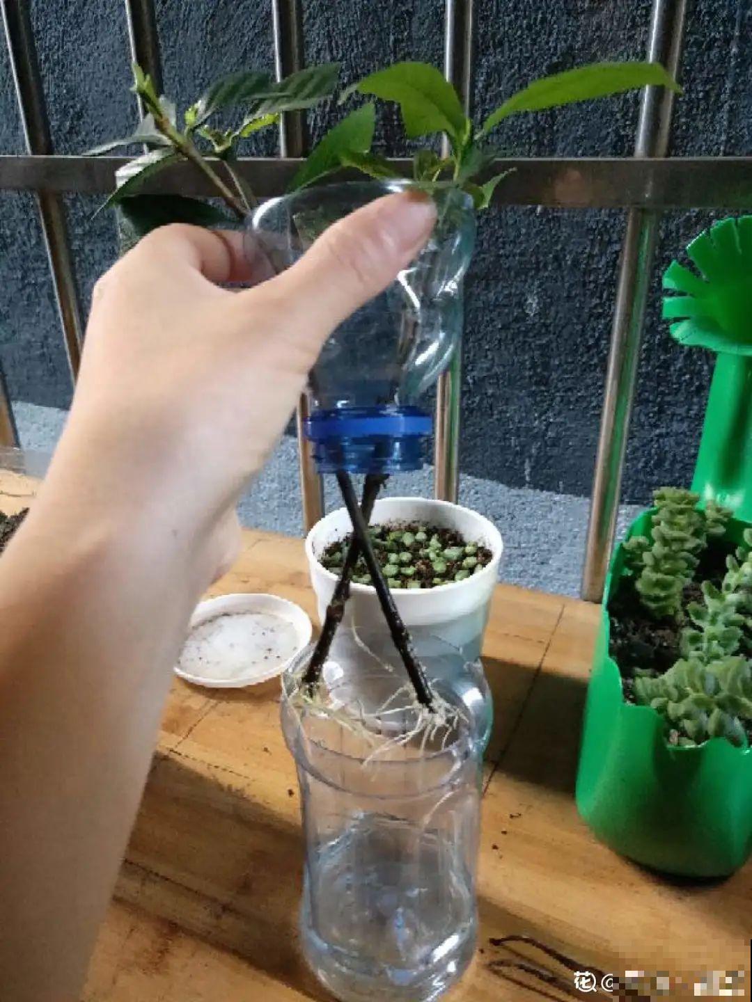 春天扦插最好活，沾点自制生根水，生根100％！