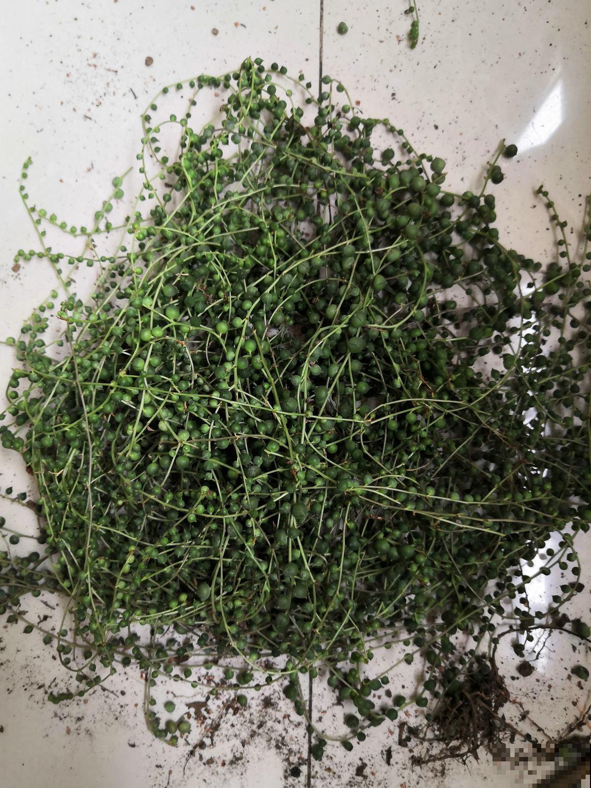 3种多肉，最适合养在阳台，蹭蹭冒芽，摁都摁不住