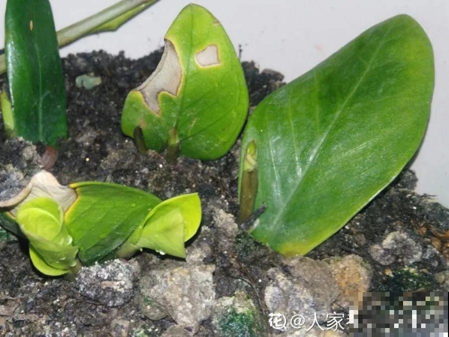 开完花的蟹爪兰，叶子摘一摘，放在梳子上遇水就生根！