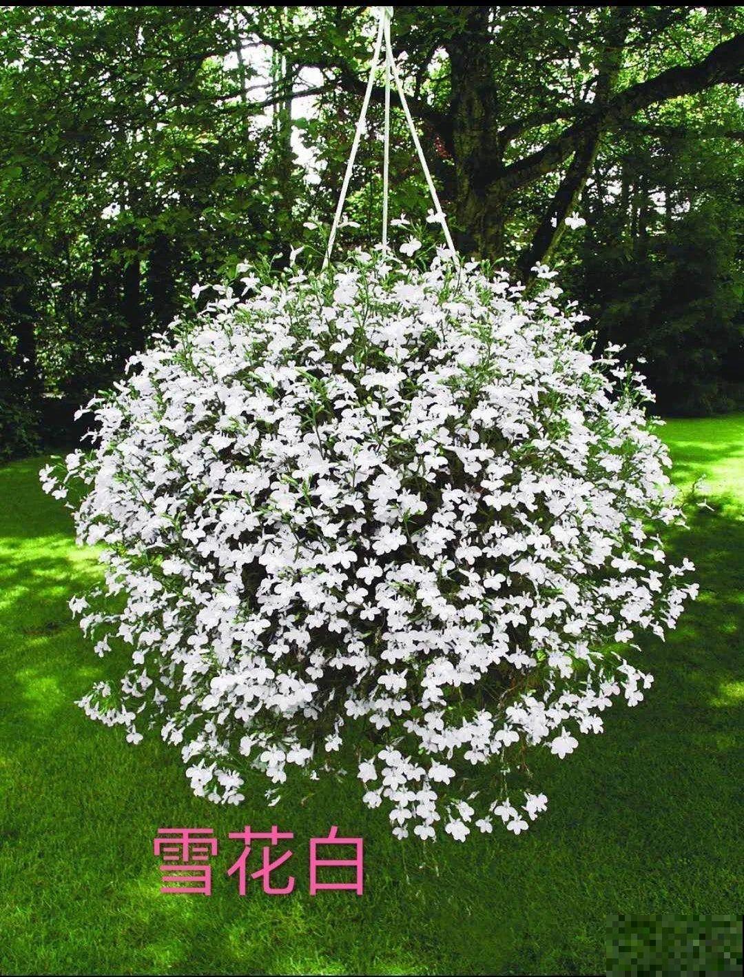 六倍利一开就成球，小窗台上养几盆，立马变成小花园！