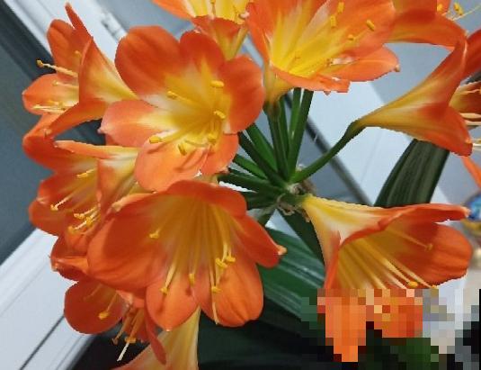 给花换盆的季节到啦，换完每月蹿一截，新叶子呼呼长！