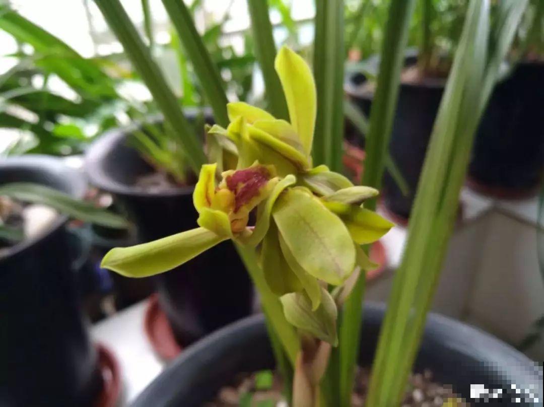 这3种肥料，月季盆里加一点，蹭蹭冒芽还不招虫！