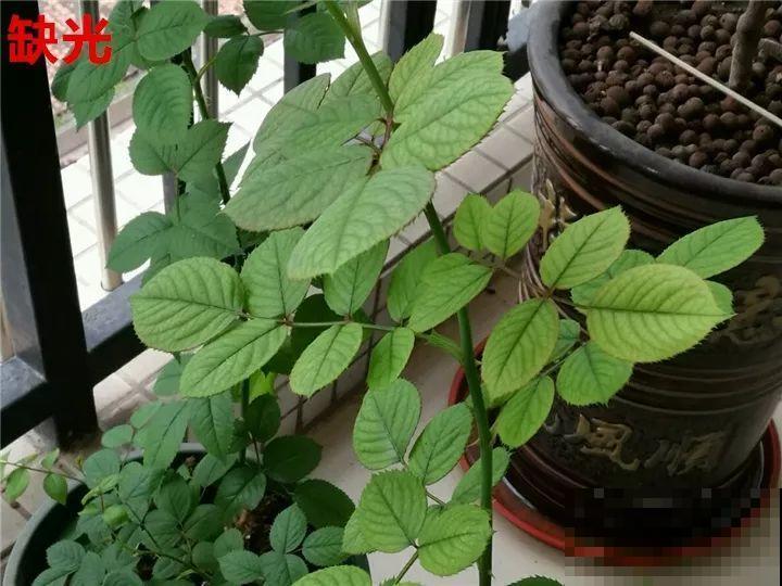 花变成这样，立马剪撒点粉，否则撑不过7天！