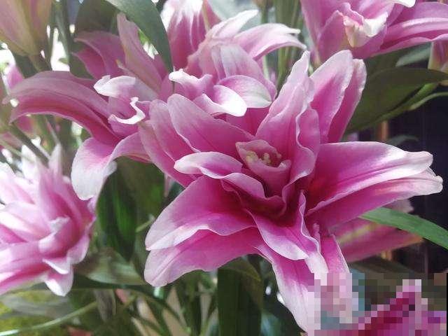 家里养这花，寓意好，旺家宅，一盆也舍不得送