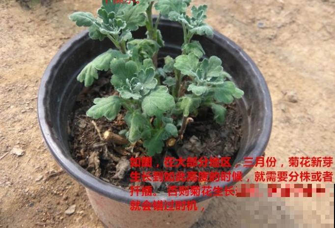 菊花春天会长“小脚”，掰下来种盆里，一棵立马变3棵！