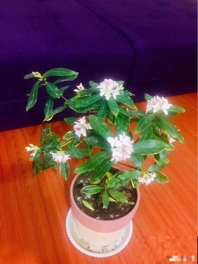 一次疫情，荒芜不了整个春天，阴霾会过去，鲜花也会盛开！