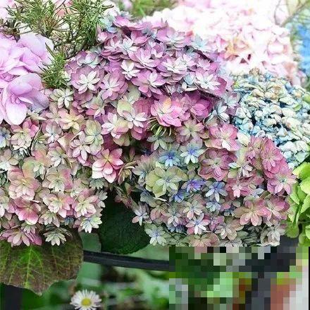 特耐阴的绣球花，光不好也能蹭蹭开，开花比拳头还大！