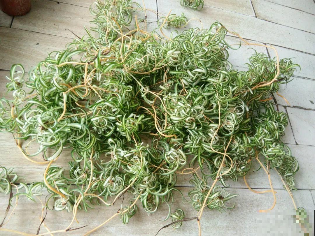 给这花换盆，土里扒出30个崽，根本不用扦插！