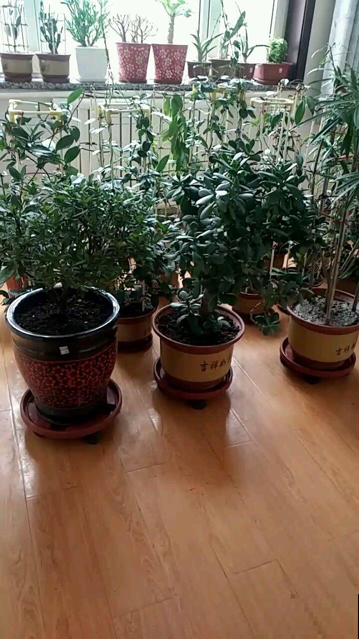 这些花不能养在卧室，否则养一盆死一盆，还浪费钱