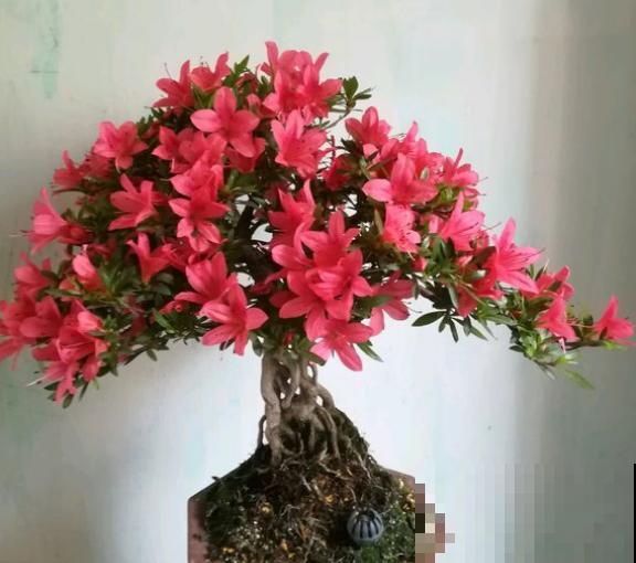 养花不能用大盆，这5种花挤在小盆里，才能长成精品！
