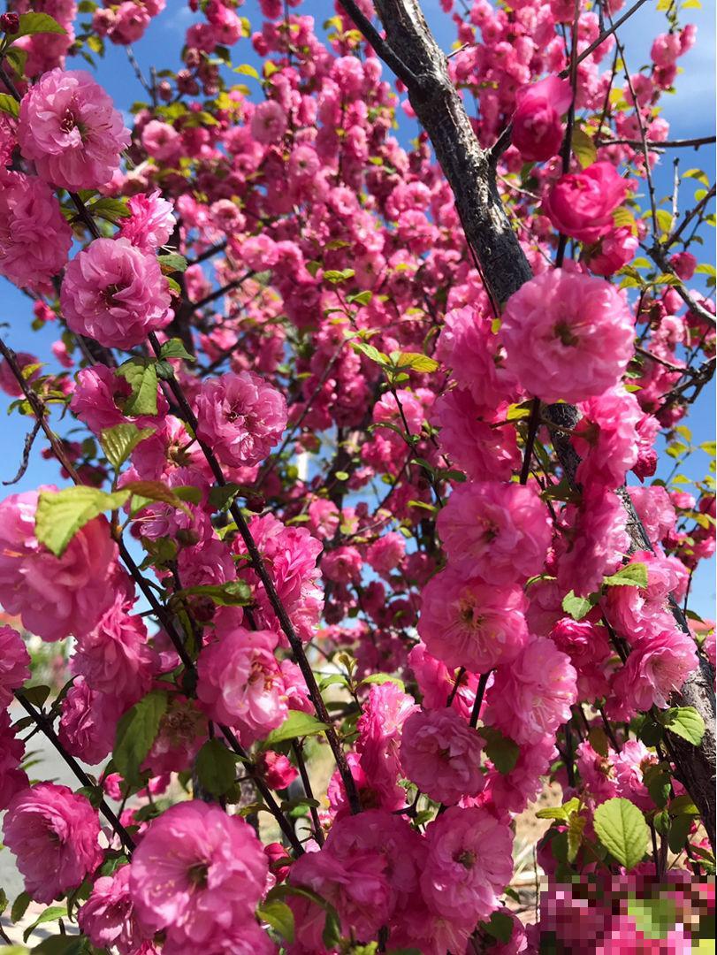 这花虽然不是“梅”，开花比梅花艳，花期满树是花