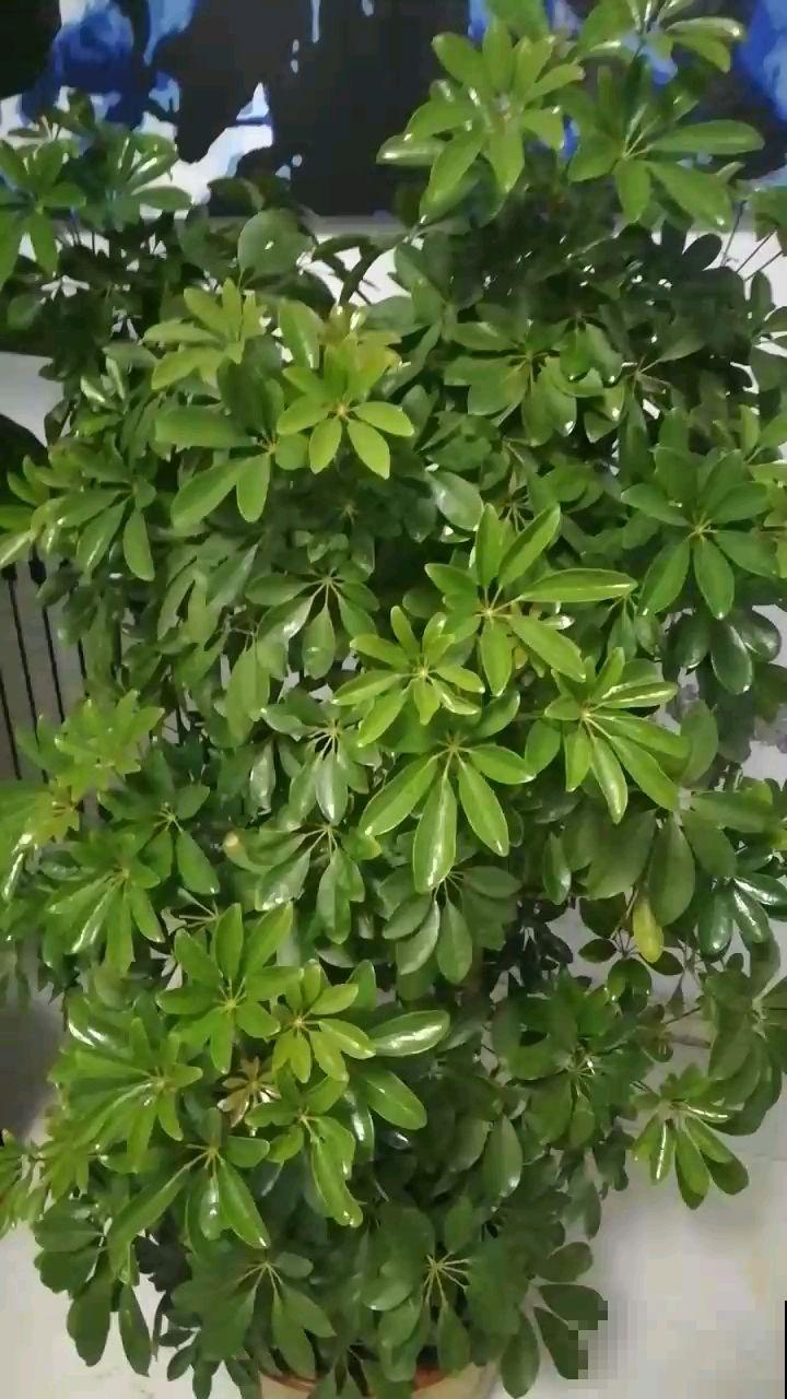 这盆栽模样好看又皮实，但是这点必须要注意，否则只剩空盆！