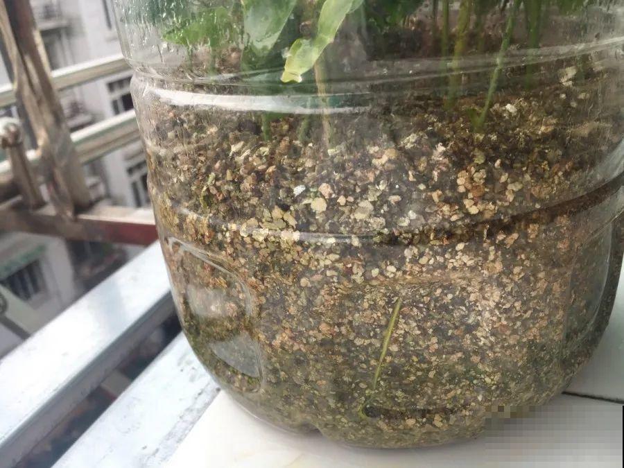 春天扦插，就教你一招不用花盆，一个比一个长得好！