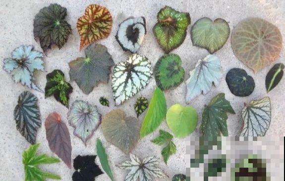 别养绿萝了，20种耐阴花，看一眼就喜欢上！