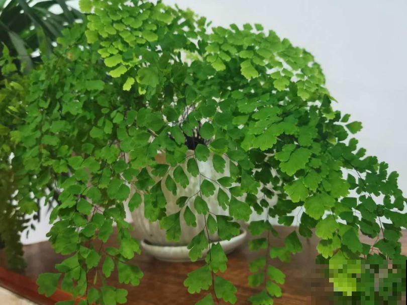 蕨类植物好看又好养，家里就能养，美貌堪比装饰品！