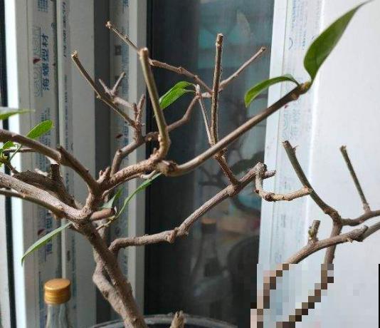 早春谨防倒春寒，家里的花不能乱剪，剪完今年没花看！