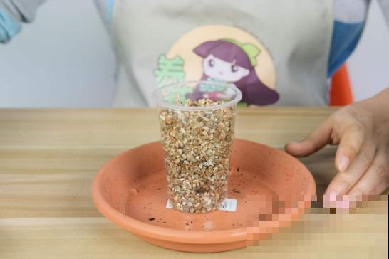 现在扦插2种花，成活率超高，开春不用再买了！