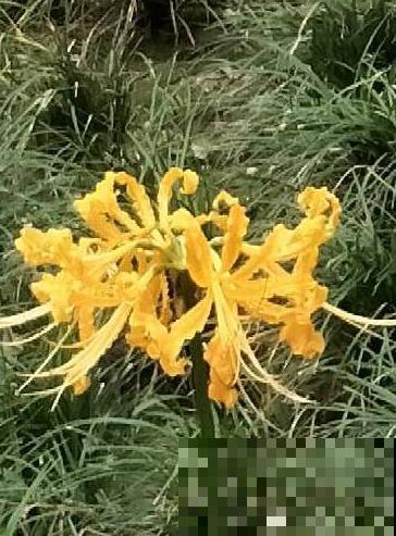 家里种棵石蒜花，开花美艳绝伦，爱上了！