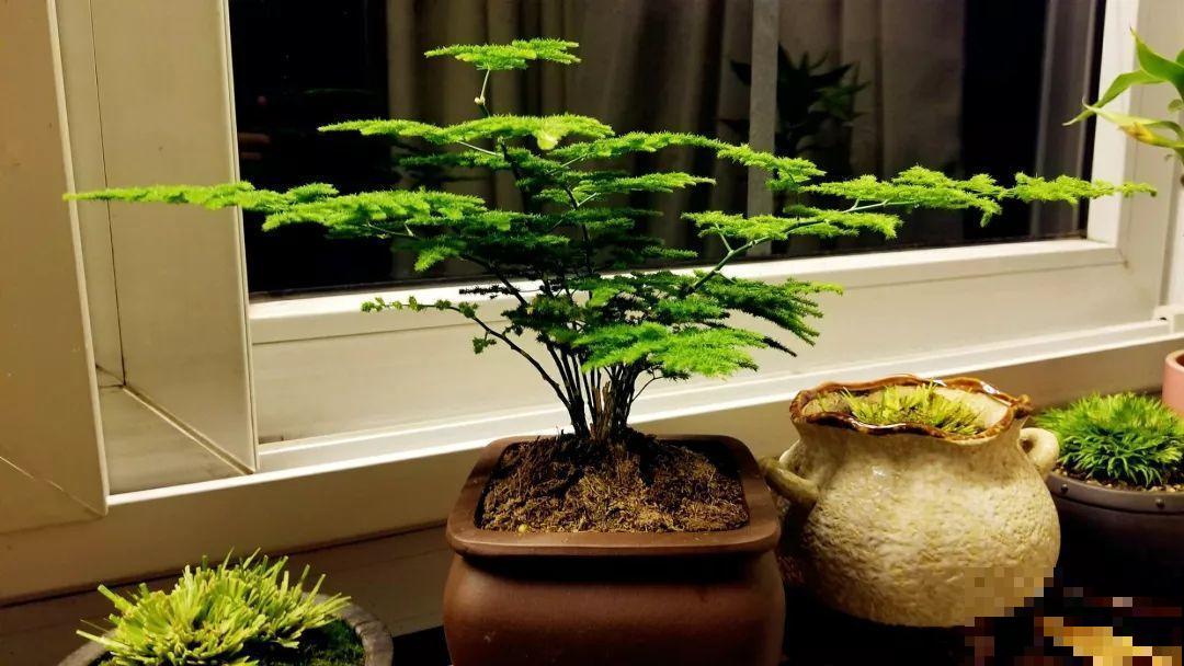 这花就用小盆养，盆越小越开花，比大盆更值钱！