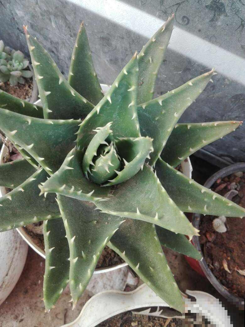 这花是天然的“空气净化器”，很多花友不知道，快看你家有没有