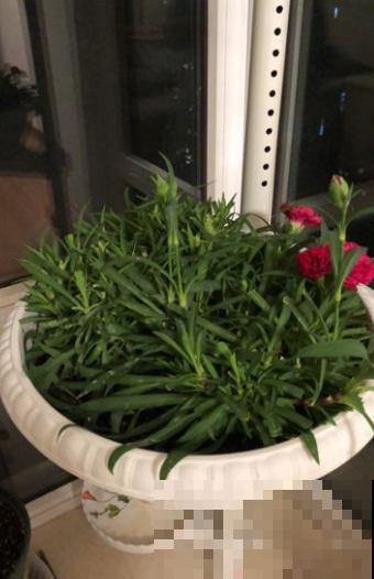 植物养着养着就死了，其实砍一刀就解决，一周就呼呼冒新芽！