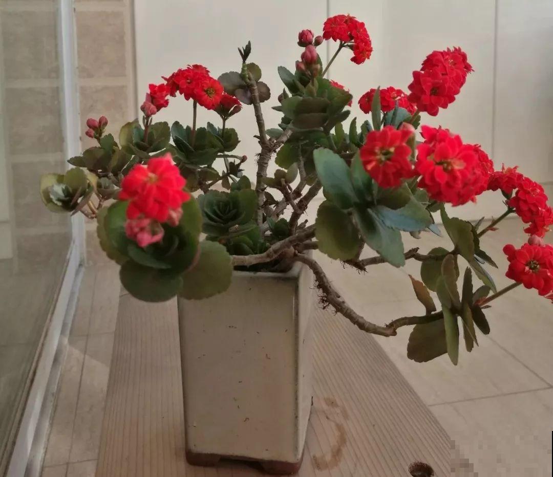 家里养这花，盆越小花越多，大冬天也能呼呼开！