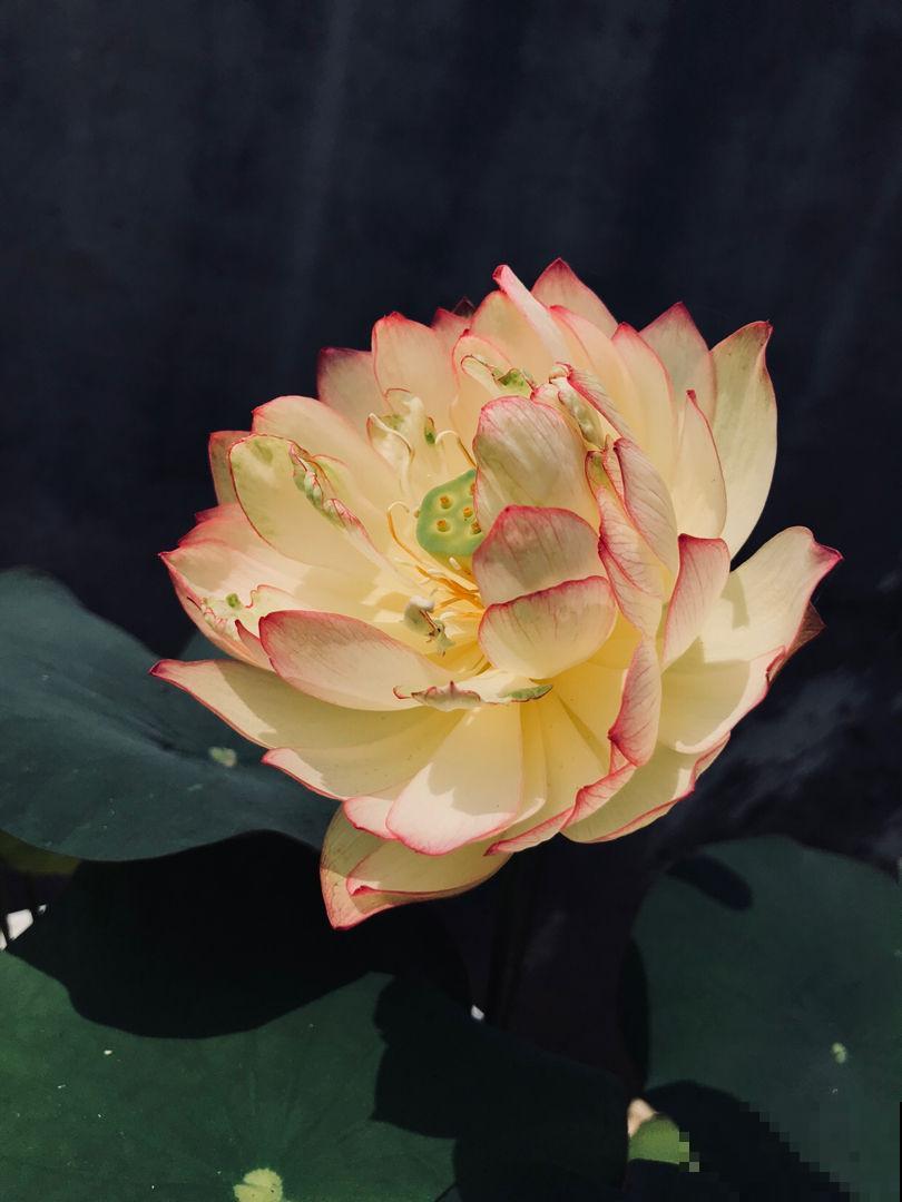 家里养这12种花，每个月开一盆，一整年都有花看