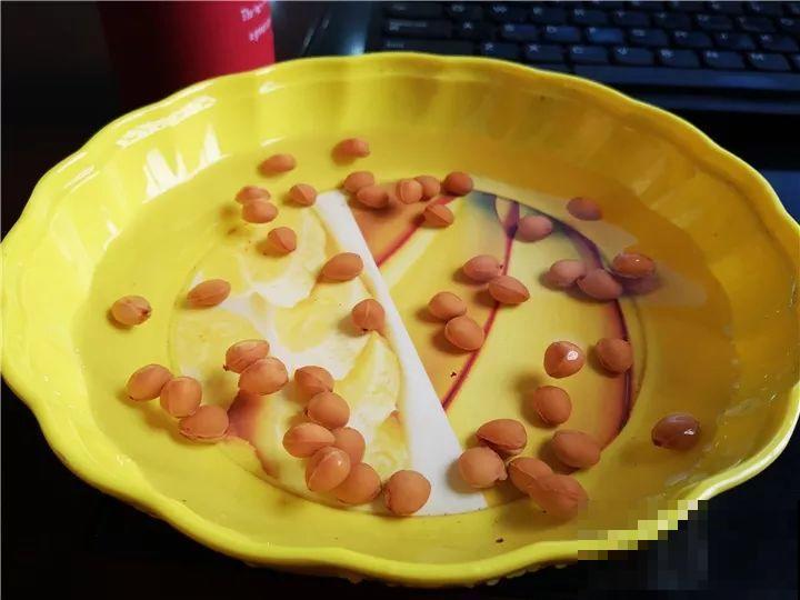 这水果太贵了，吃完留下核，还能种盆栽！