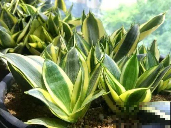 给这花换盆，土里扒出30个崽，根本不用扦插！
