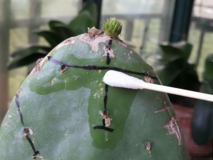 蟹爪兰插萝卜上，也能嫁接？这波操作还是头一回见！