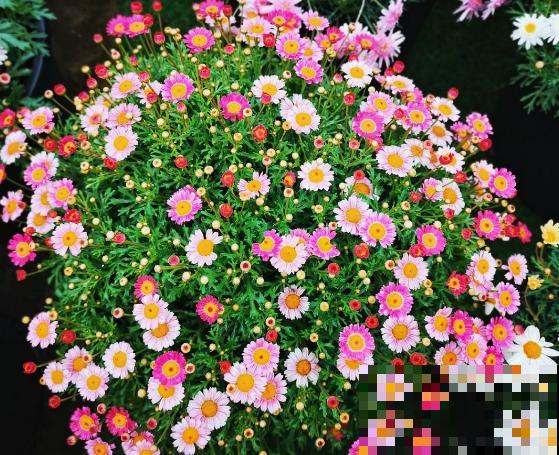 5种小菊花，种子撒土里就能开一片，阳台美成花海！
