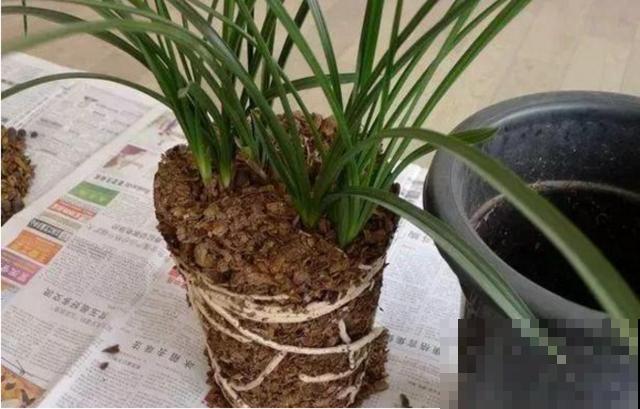 这些东西千万别扔，拌进土里给花吃，花儿蹭蹭长