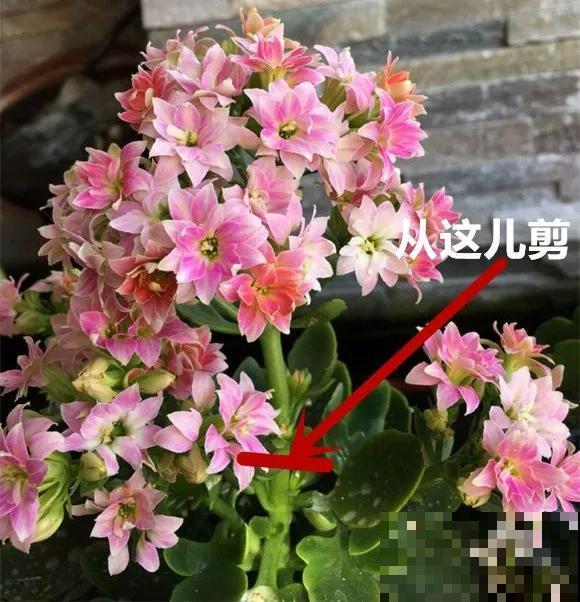养花就得下狠手，剃光头、撸光叶，越剪越开花