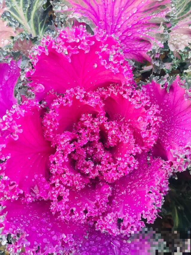 4个方法，花儿不受冻，零下4℃冻不死