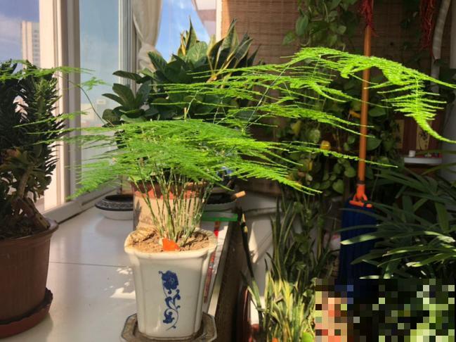 细菌最怕5种花，家里养一盆，全家都健康！