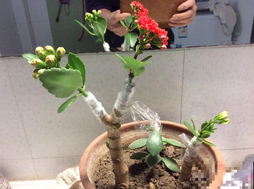 这花远看像长寿，近看像玉树，还能开出5色花，真神奇
