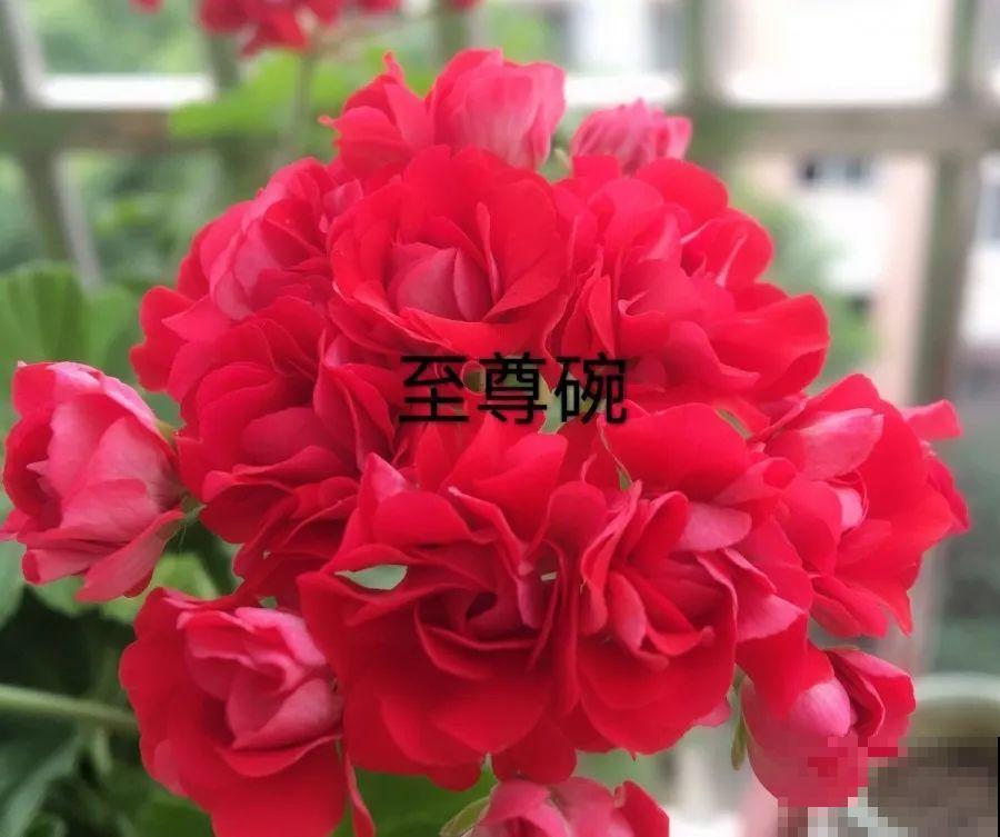 干净明亮的小窗台，适合养这花，谁见都夸漂亮！