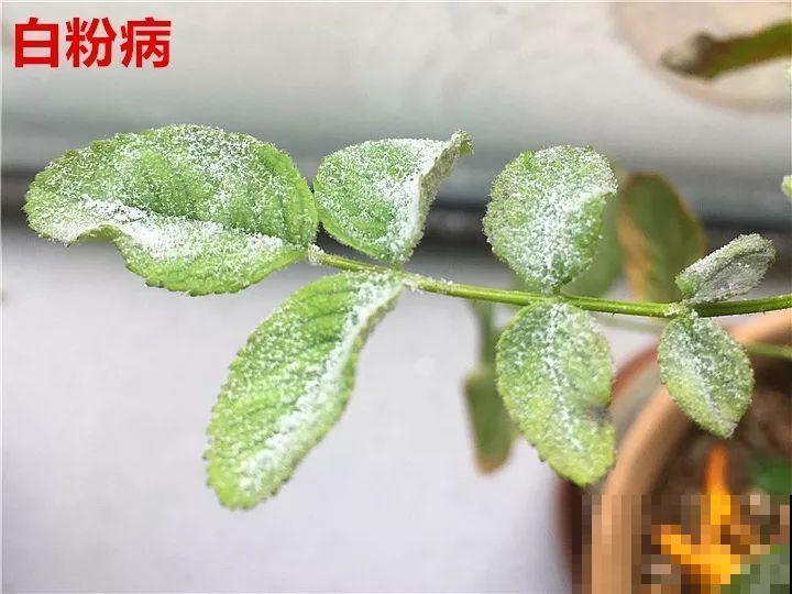 花变成这样，立马剪撒点粉，否则撑不过7天！