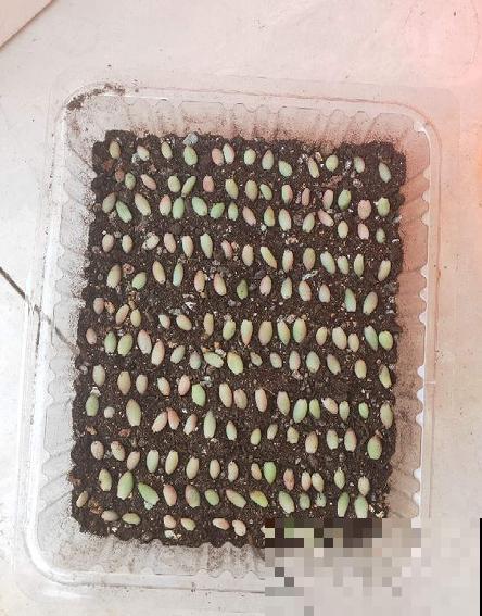 家里的塑料瓶别扔，春天扦插枝条，一天繁殖30盆！