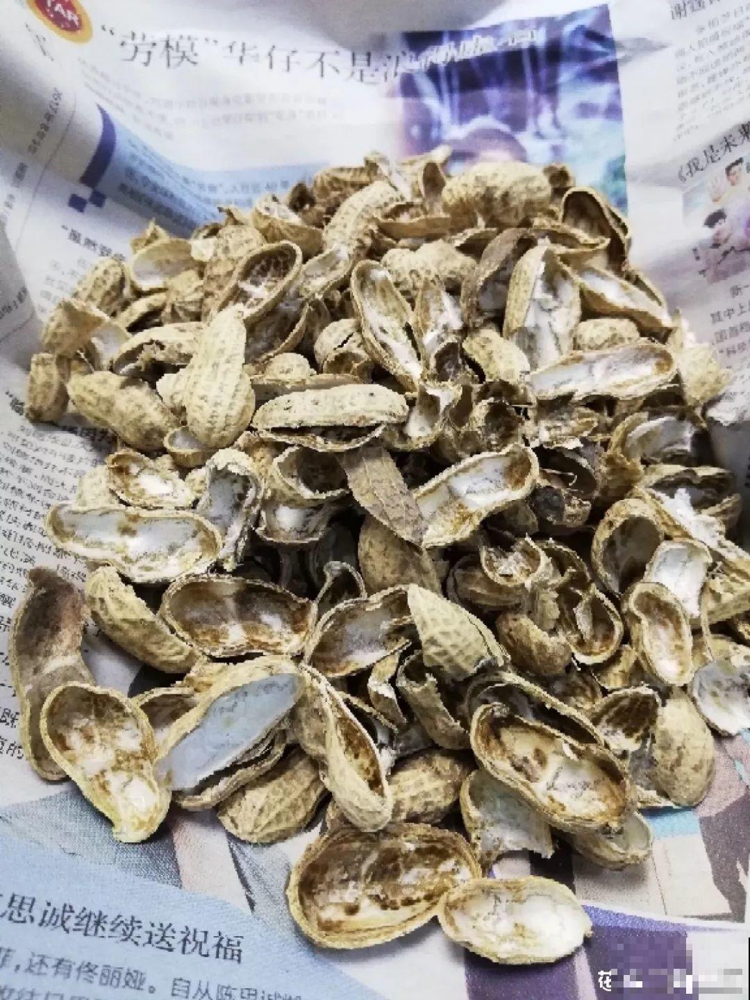 1把果壳丢盆里，比任何肥料都好使，养10年不烂根！