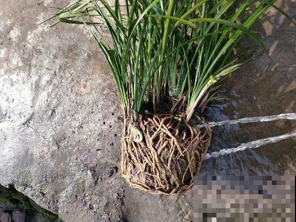 换盆时间到了，家里有这花，换完就窜新芽！
