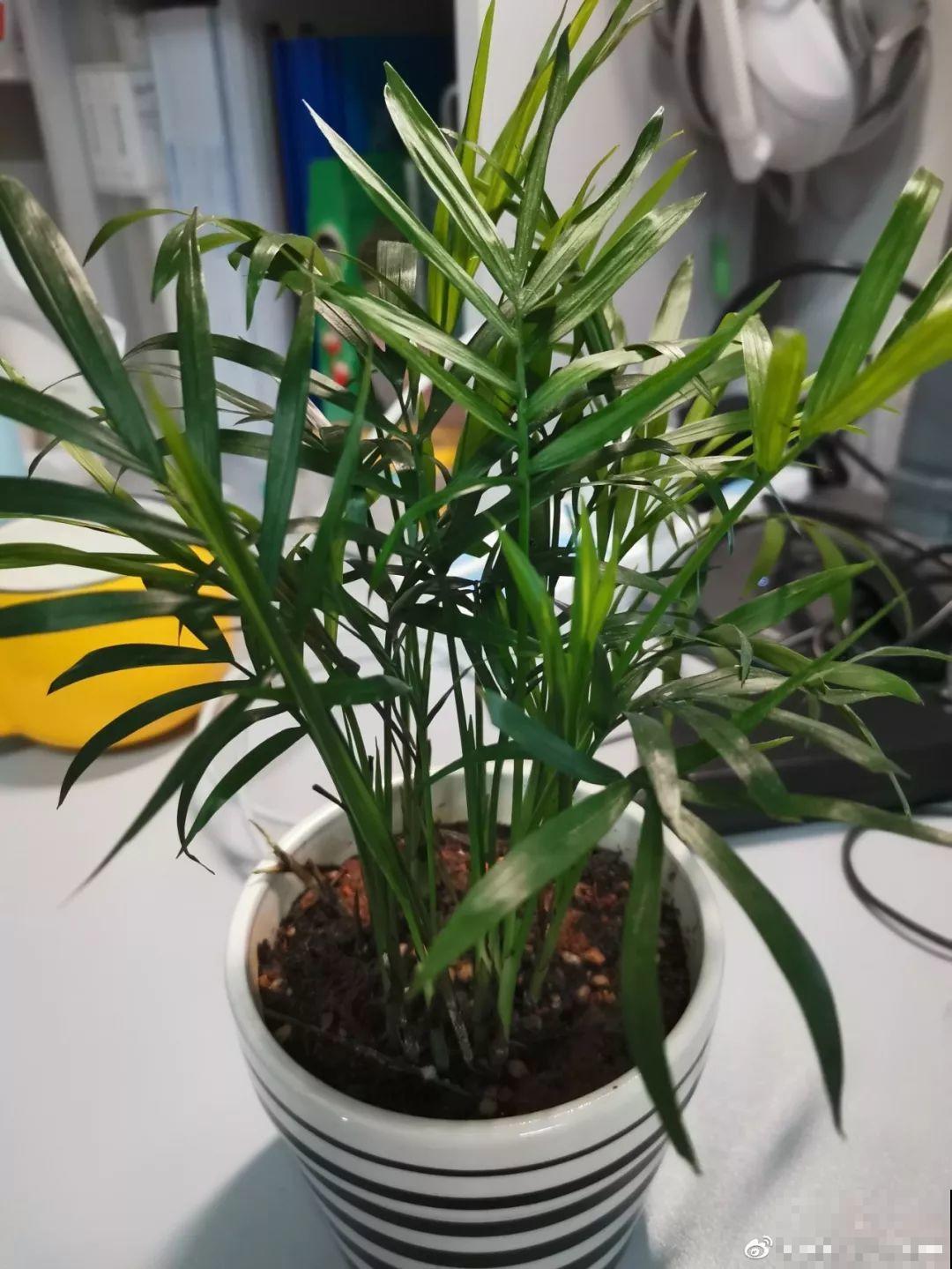 这花就用小盆养，盆越小越开花，比大盆更值钱！