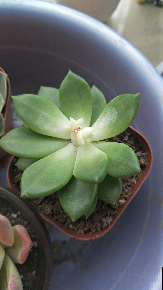 冬天给花“砍头”，注意这5点，半个月憋出满头新芽