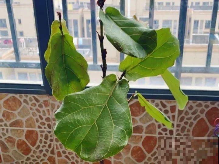 花养成光杆司令，别扔了、还有救，3天起死回生！