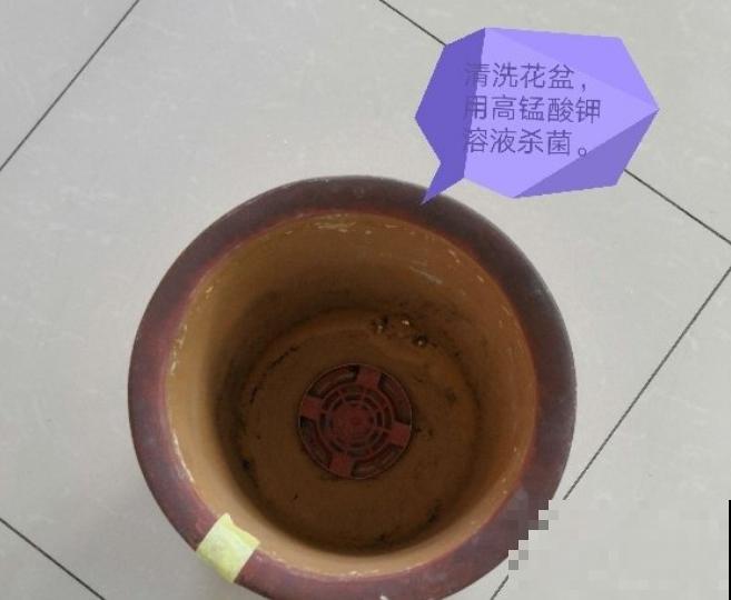 给花换盆的季节到啦，换完每月蹿一截，新叶子呼呼长！