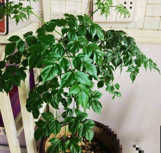 名字最吉祥的8种花，摆在家里，天天都有好心情！