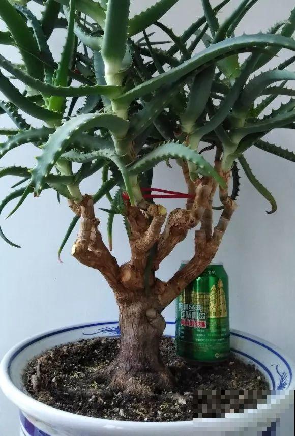 25年的芦荟，长成胳膊粗大老桩，年年开出“吉祥花”！